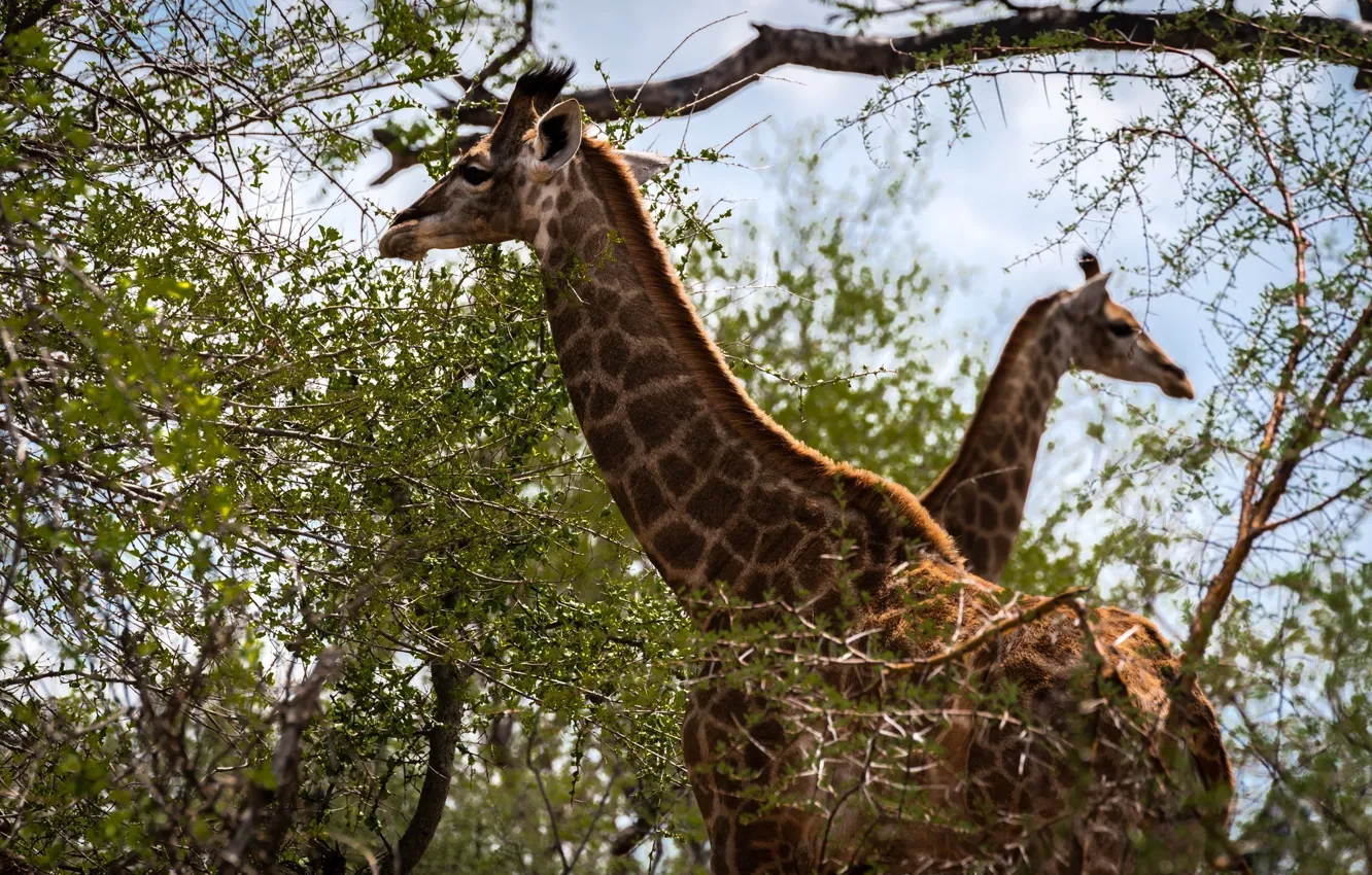 Фото обои жирафы, окрас, двое, шея
