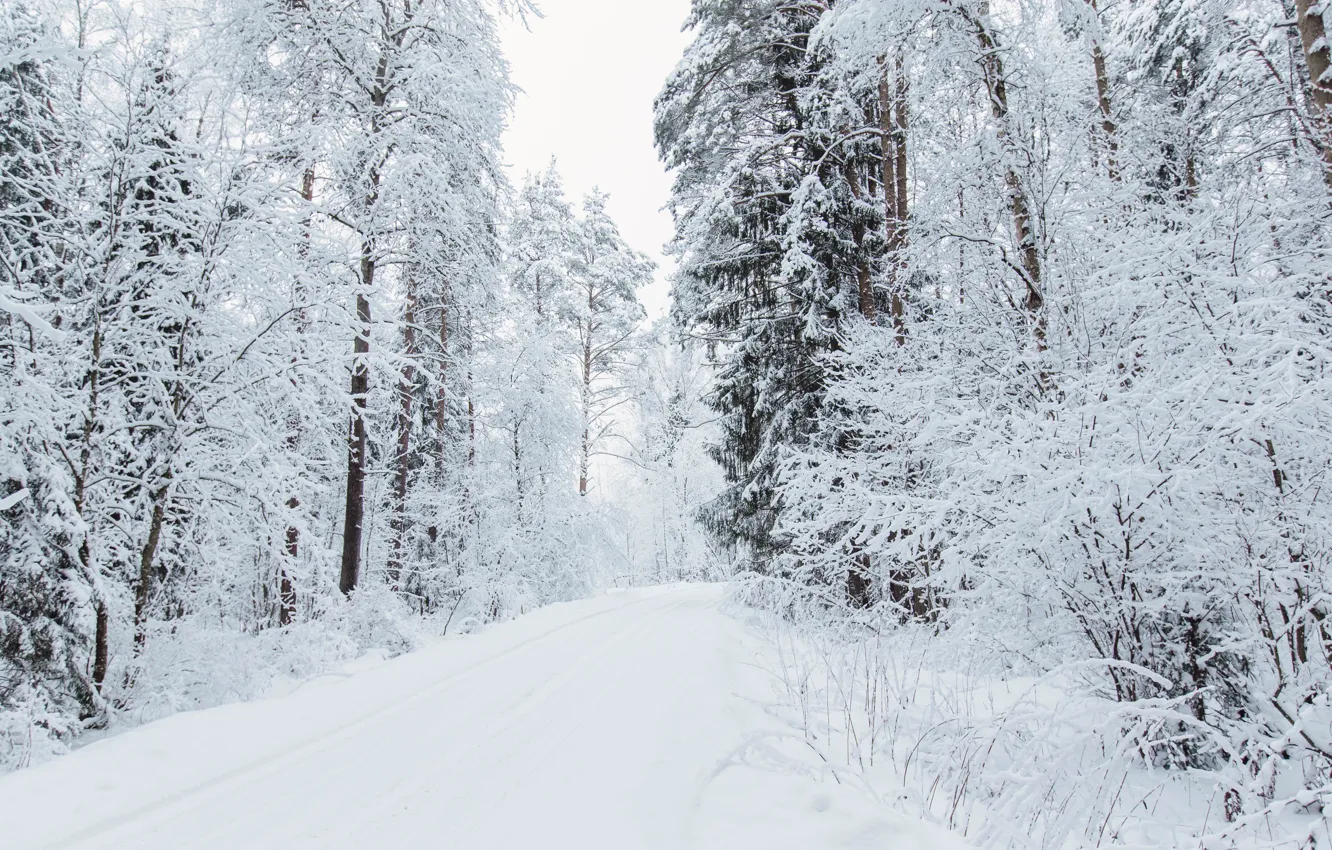 Фото обои зима, снегопад, зимний лес, зимняя природа, зимний пейзаж, зимняя дорога, дорога в лесу, снежный лес