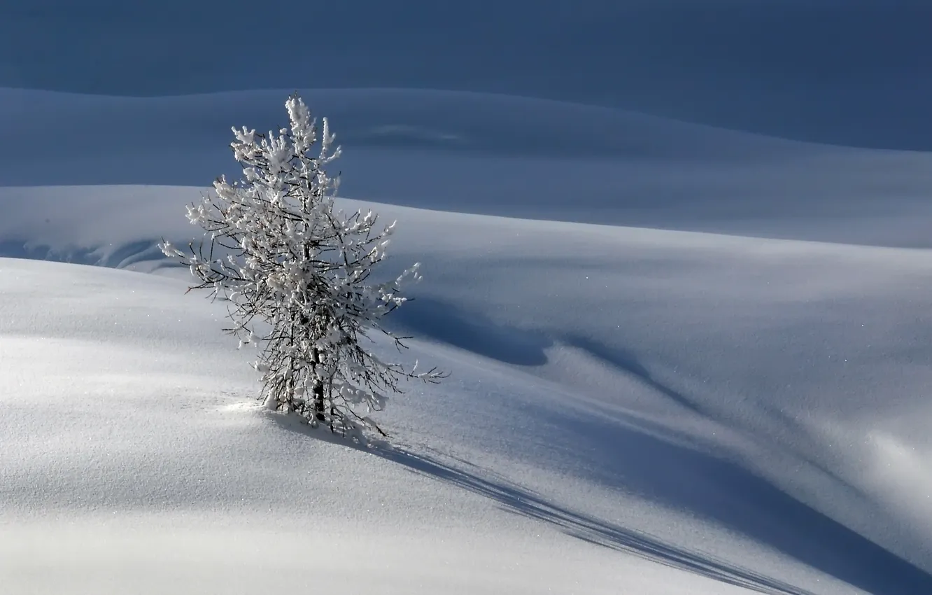 Фото обои зима, снег, природа, дерево