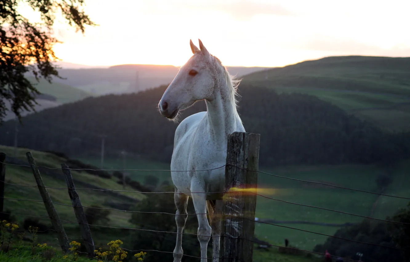 Фото обои закат, конь, забор, красота