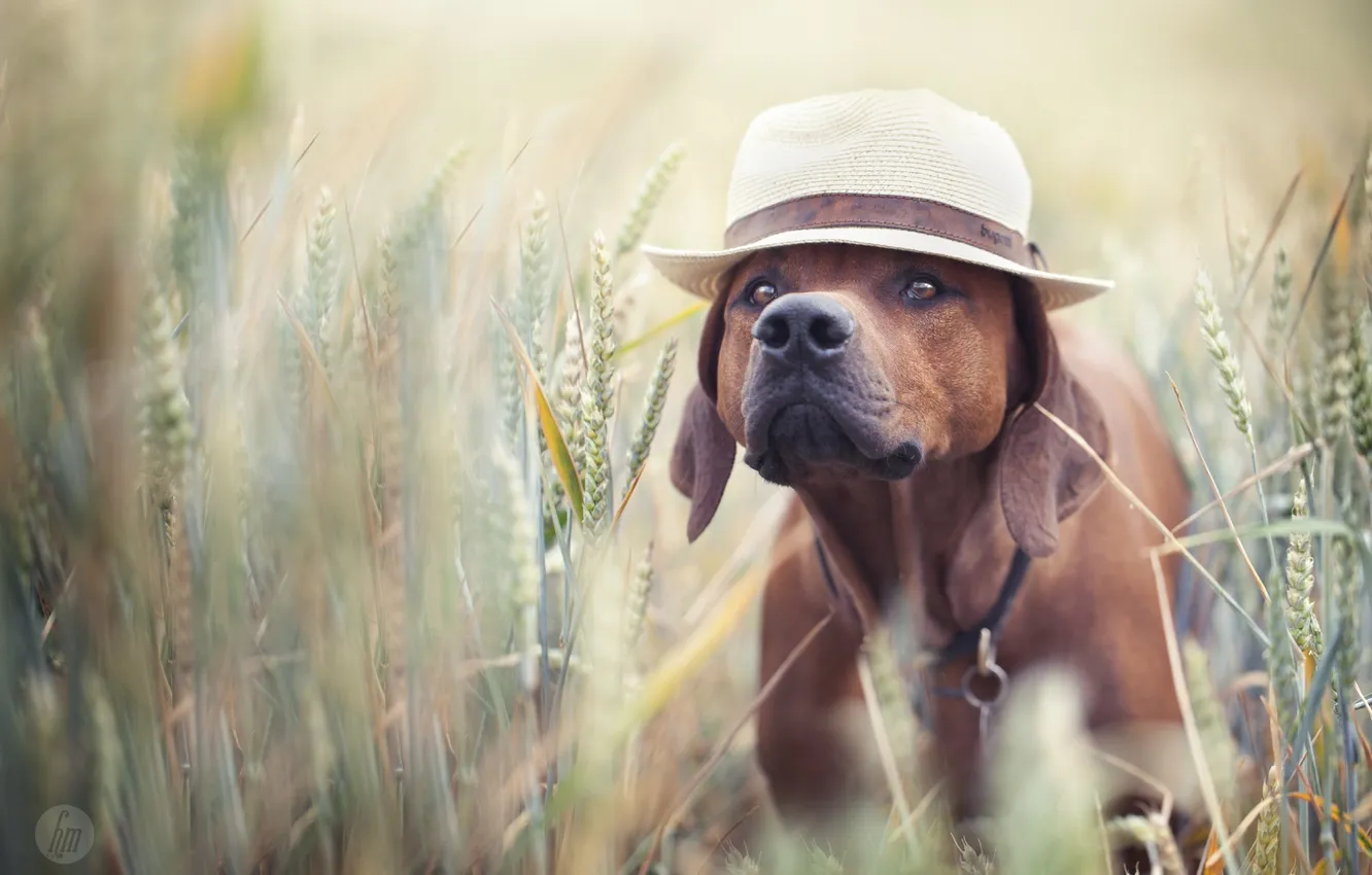 Фото обои поле, лето, друг, шляпа, пес