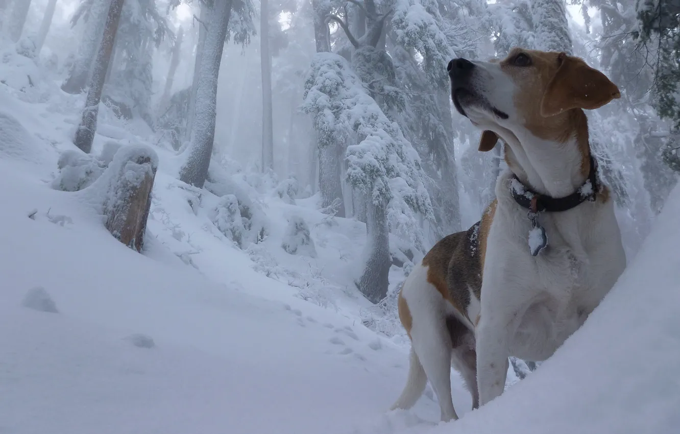 Фото обои зима, лес, снег, собака, сугробы, бигль