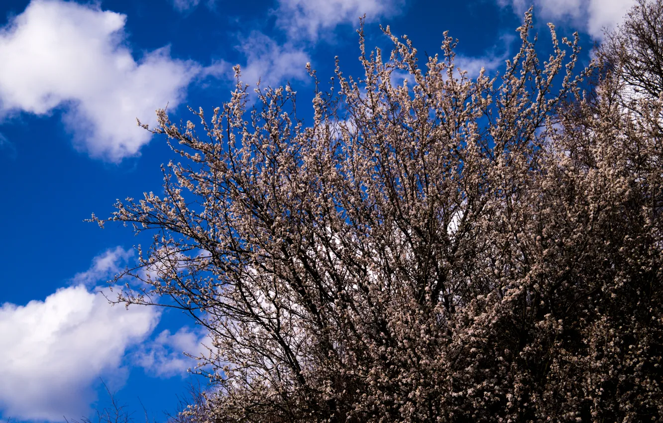 Фото обои Clouds, Sky, Tree, Germany, Spring, View, Sunshine, Stuttgart