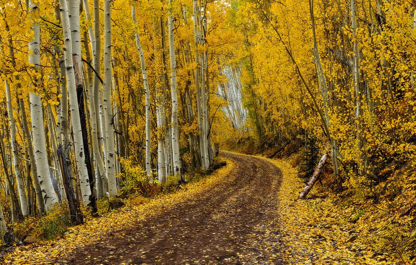 Фото обои road, autumn, leaves, autumn colors, fall, foliage, fall colors, golden road