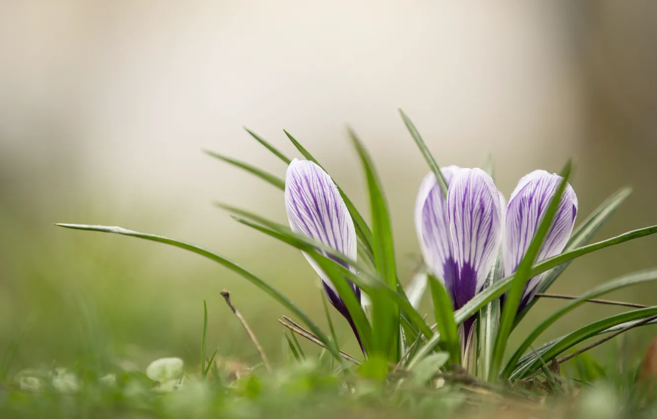 Фото обои природа, весна, крокусы, полянка, цветение