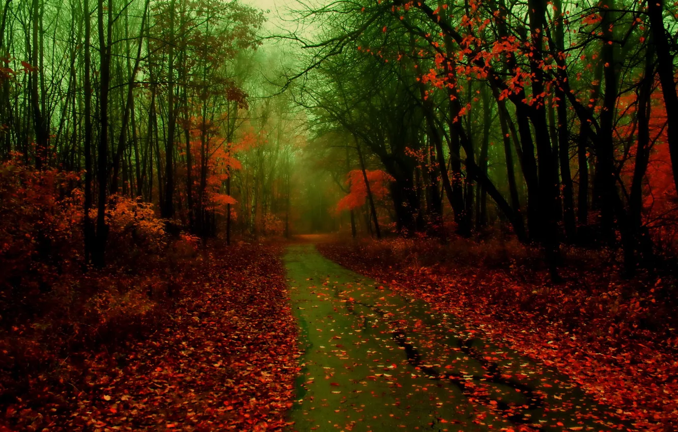 Фото обои дорога, осень, лес, листья, природа, туман, фото