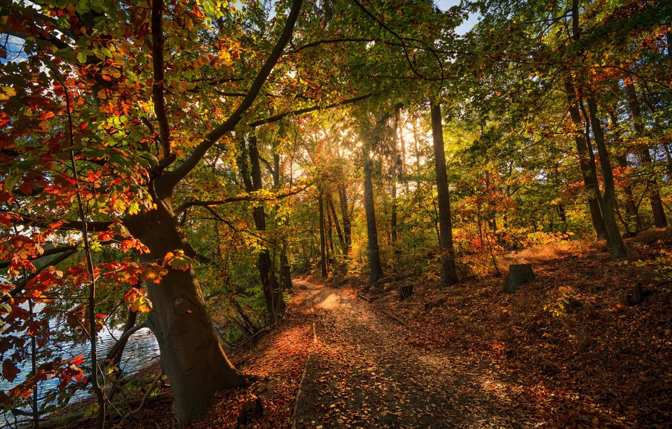Фото обои осень, листья, деревья, парк, листва, дорожка, тропинка