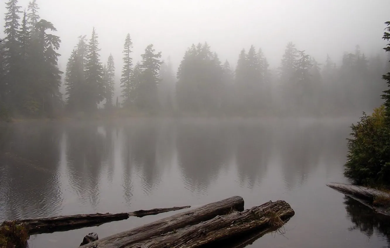 Фото обои лес, вода, туман, озеро