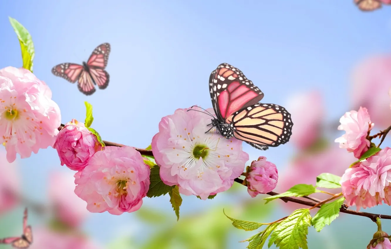 Фото обои цветок, природа, капля, бабочкa