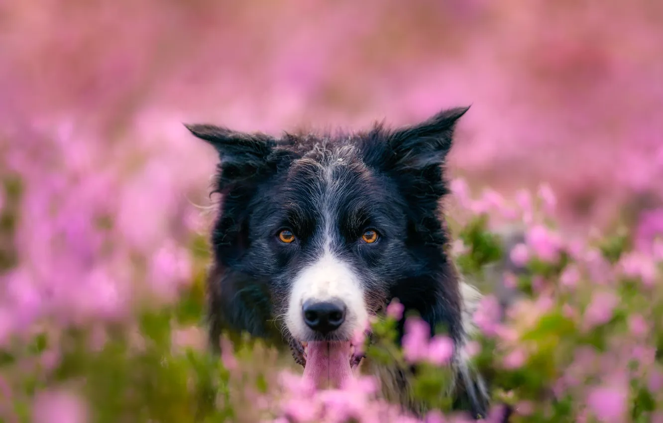 Фото обои поле, цветы, природа, животное, собака, голова, пёс, бордер-колли