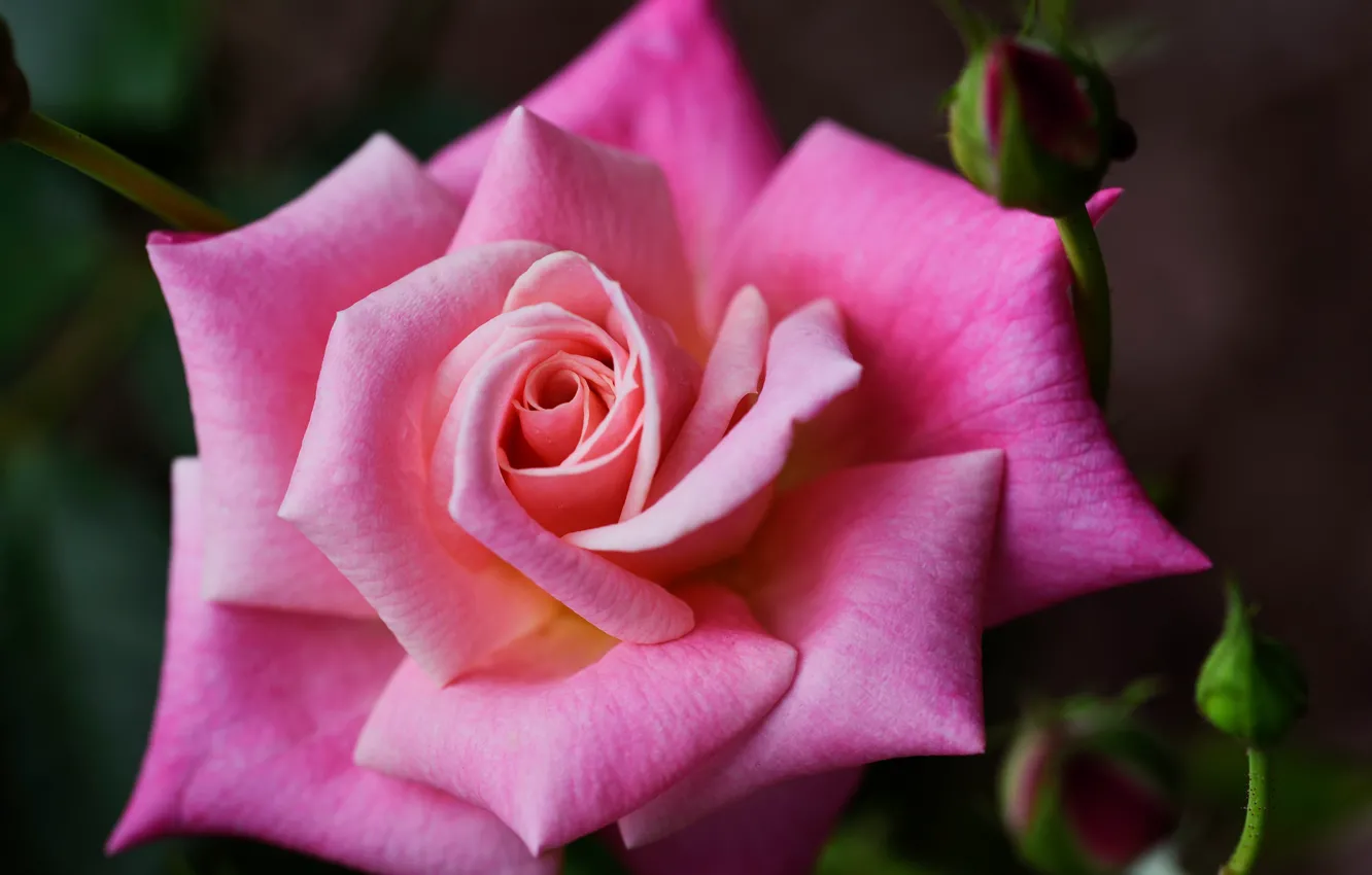 Фото обои роза, бутоны, розовый цвет