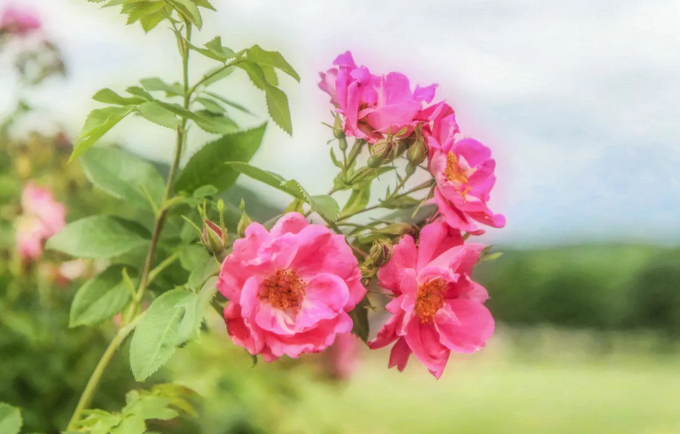 Фото обои розы, текстура, розовые