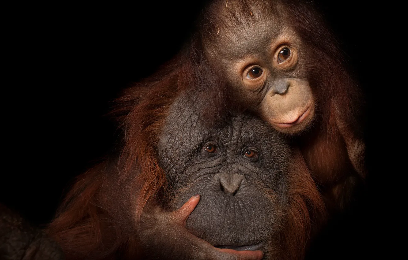 Фото обои hairs, heads, apes, horangunan