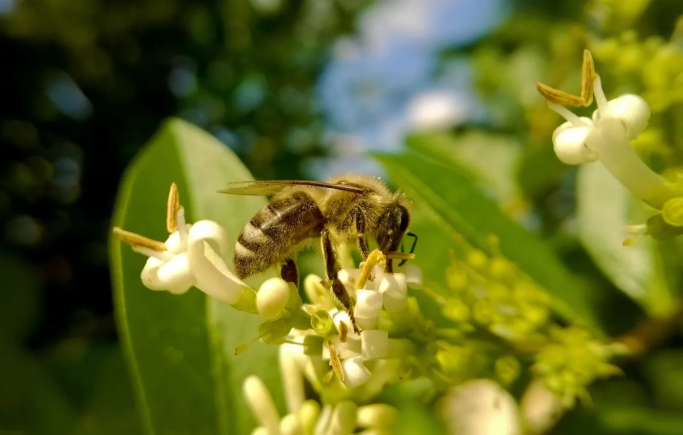 Фото обои honey, insect, bee, pollen