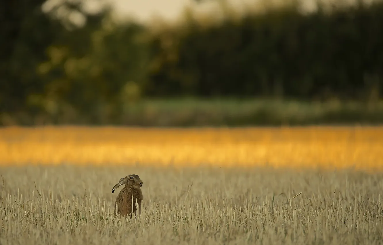 Фото обои vegetarian, Brown Hare, wheatfield