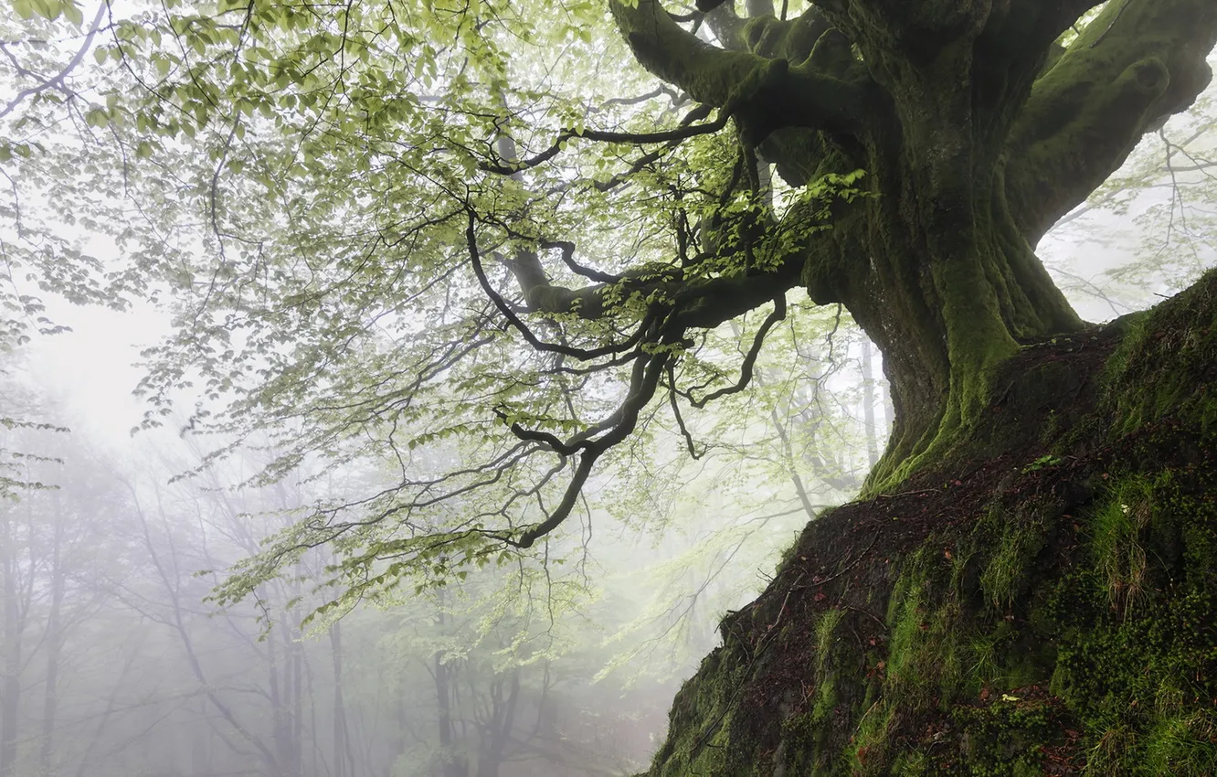 Фото обои лес, природа, дерево