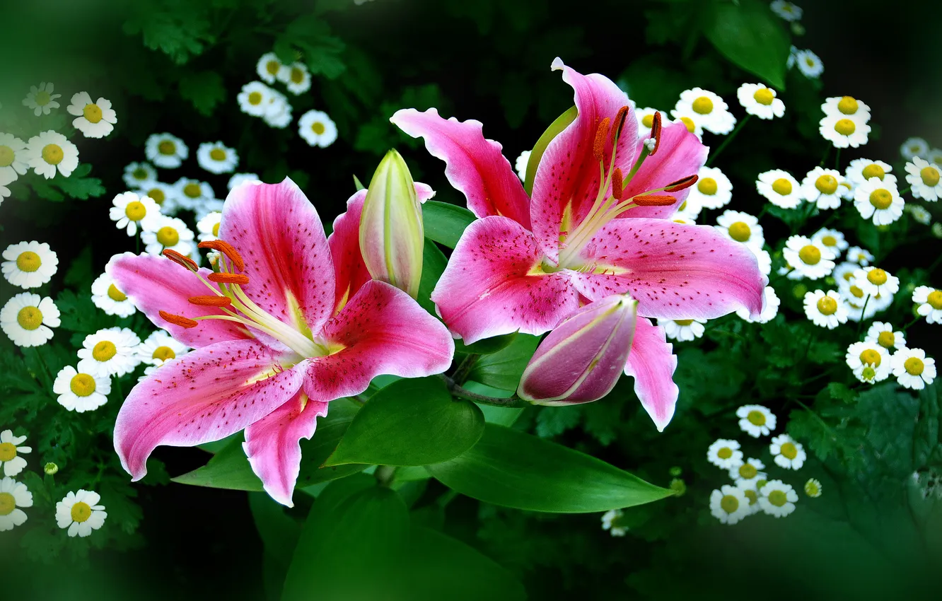 Фото обои лилии, ромашки, бутоны