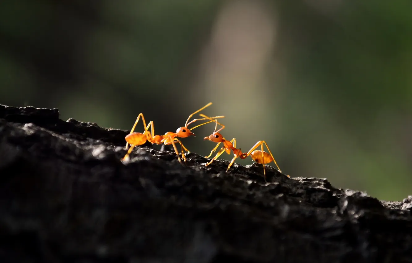Фото обои макро, природа, муравьи