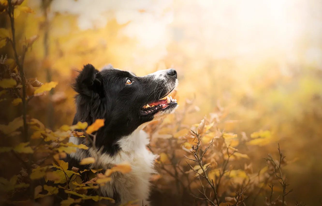 Фото обои осень, морда, ветки, портрет, собака, профиль, боке, Бордер-колли