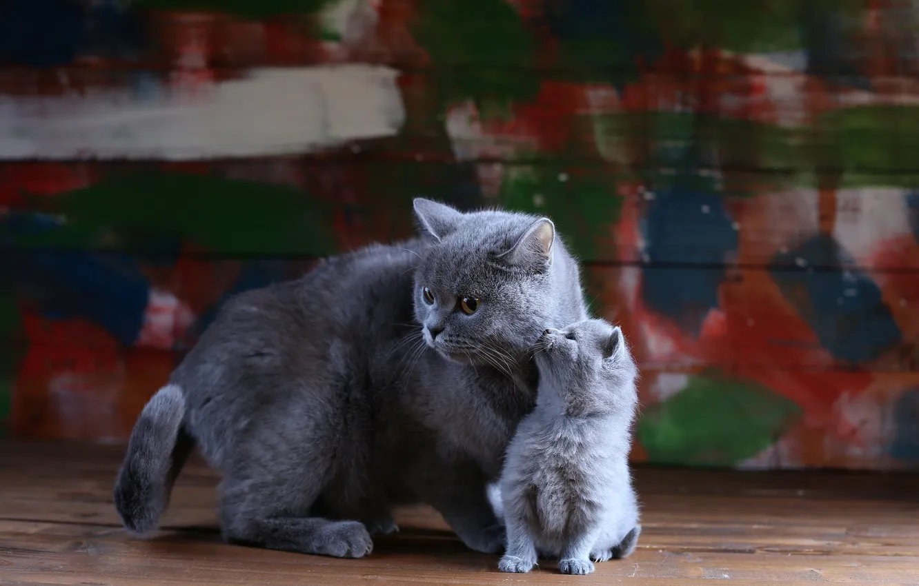 Фото обои кошка, кошки, котенок, краски, доски, малыш, котёнок, серые