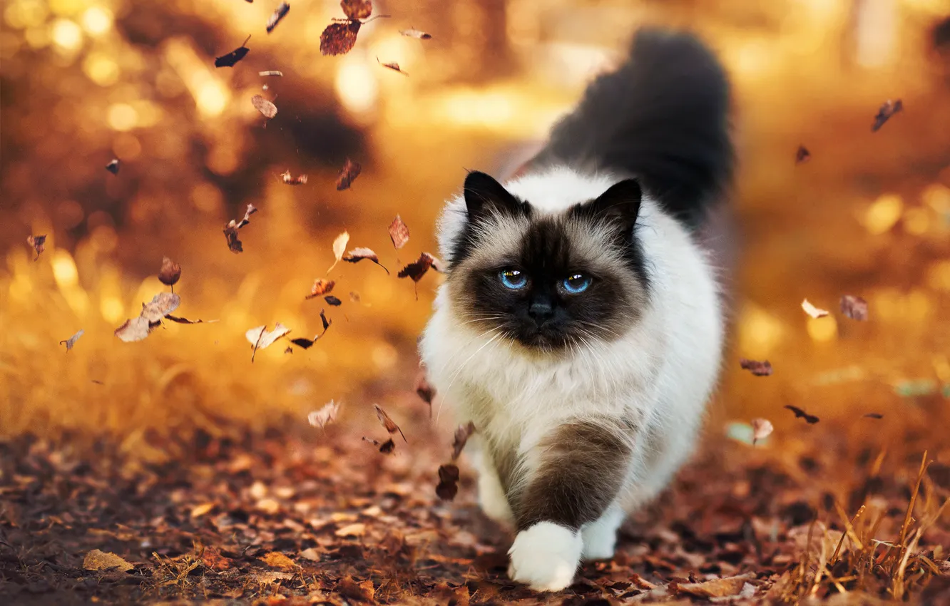 Фото обои осень, листья, Кошка, пушистая