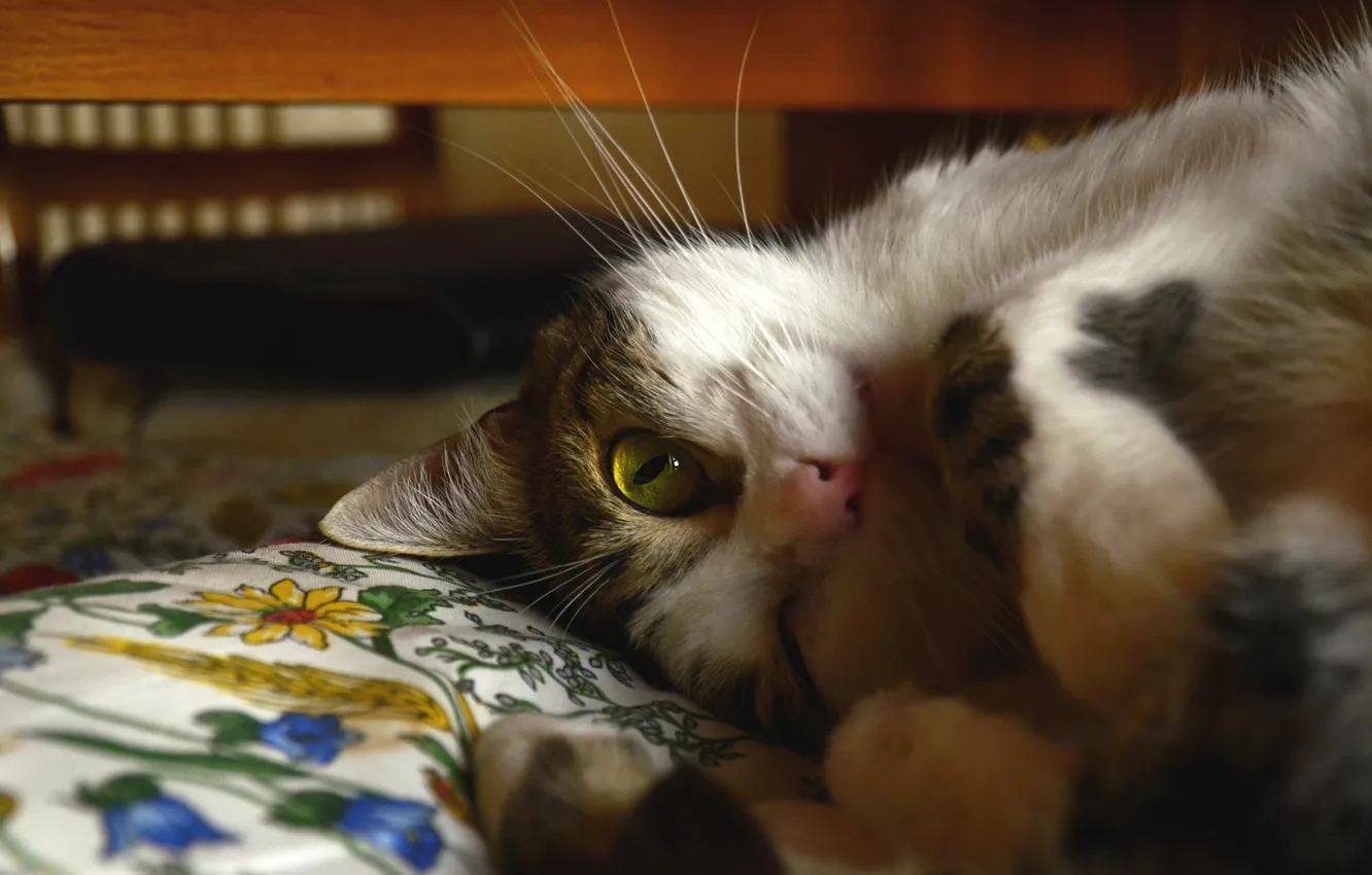Фото обои кошка, кот, взгляд, морда, поза, уют, кровать, постель