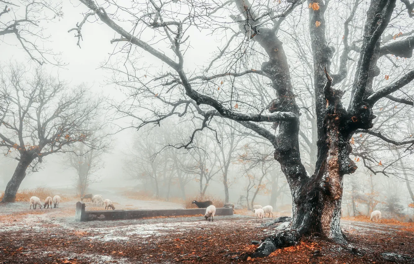 Фото обои зима, осень, лес, снег, туман, овцы, поздняя осень