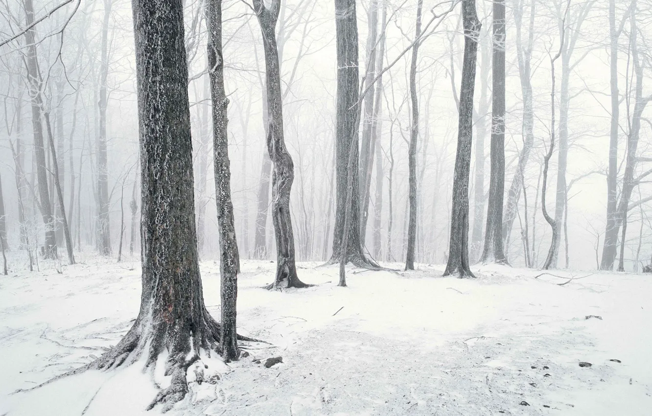 Фото обои лес, снег, стволы