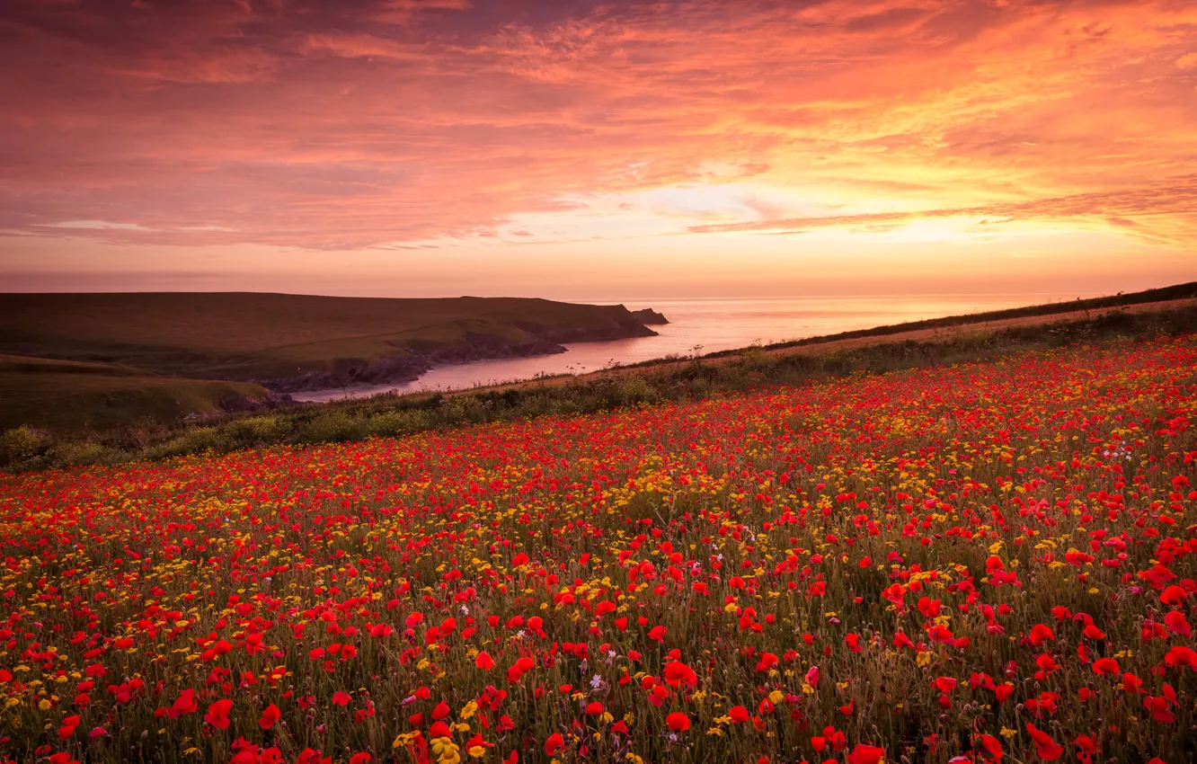Фото обои лето, цветы, маковое поле