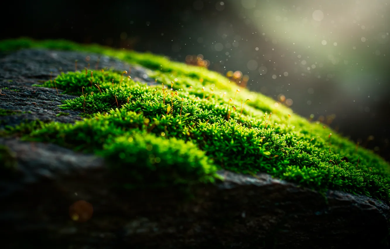 Фото обои макро, камень, мох, stone, dust, macro, боке, bokeh