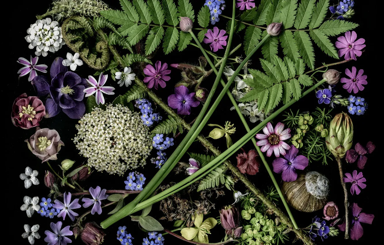 Фото обои листья, ракушка, бутоны, папоротник, цветки, аквилегия
