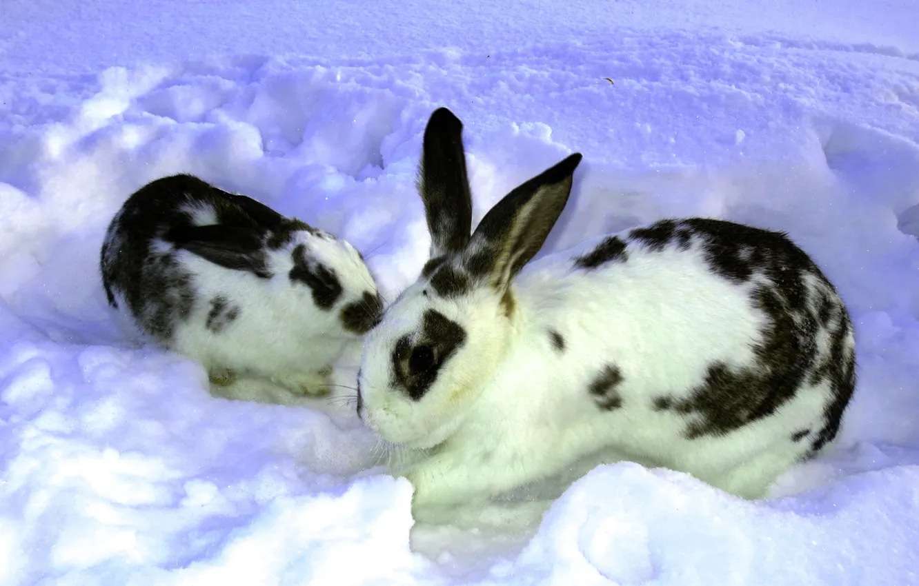 Фото обои зима, снег, Природа, кролики, сугроб, два, крольчонок, крольчиха