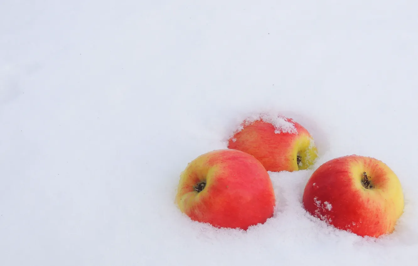 Фото обои зима, снег, яблоки, мороз