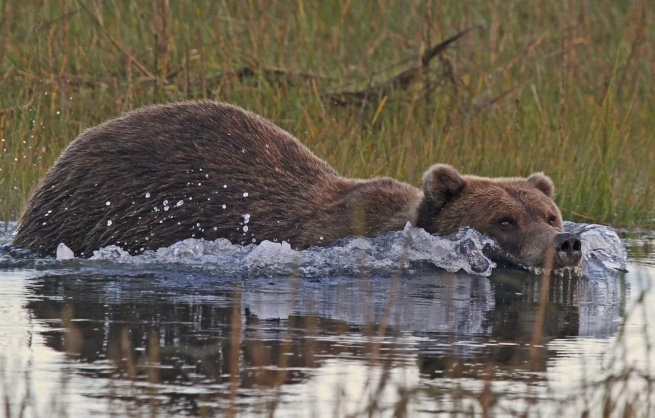 Фото обои вода, заплыв, Аляска, бурый медведь, кадьяк