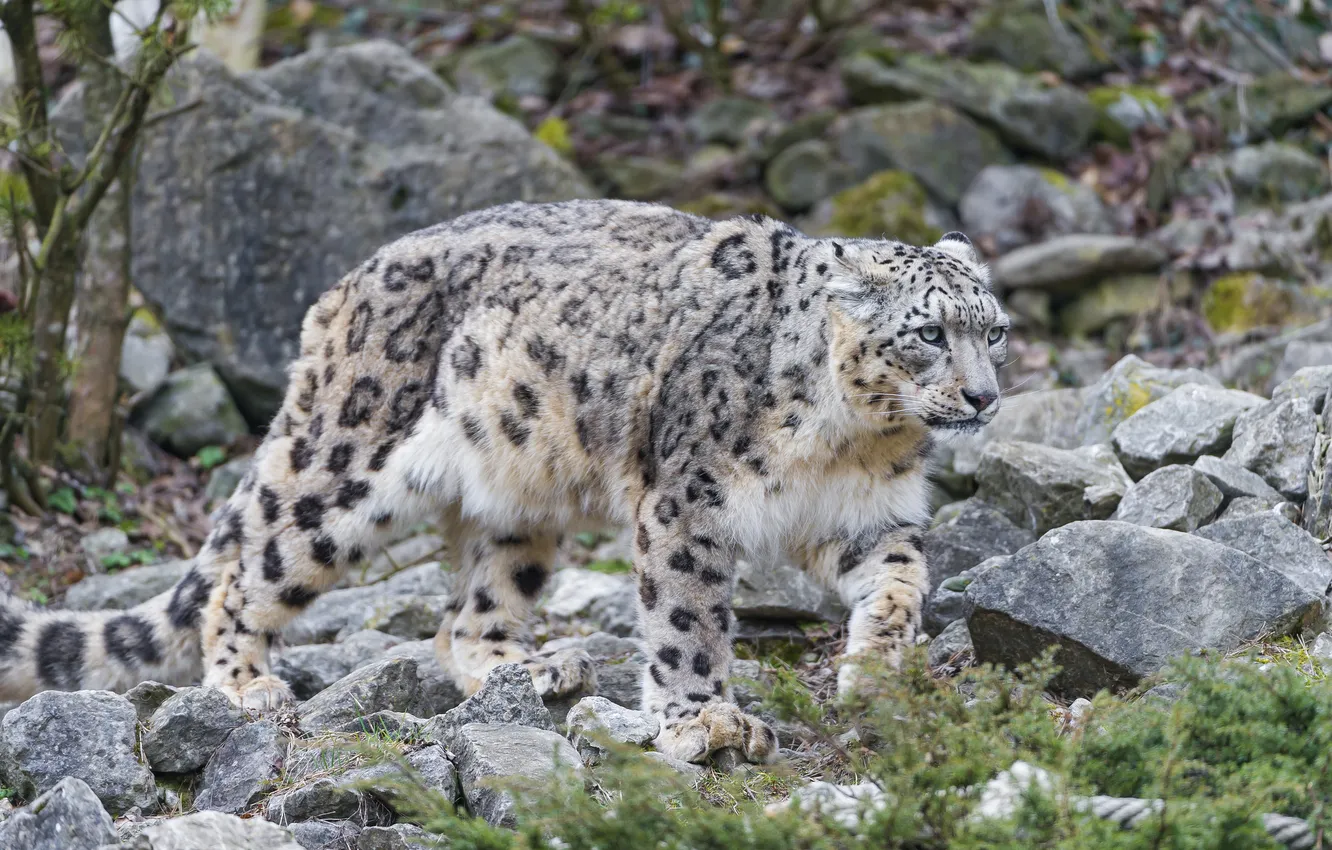 Фото обои кошка, камни, ирбис, снежный барс, ©Tambako The Jaguar