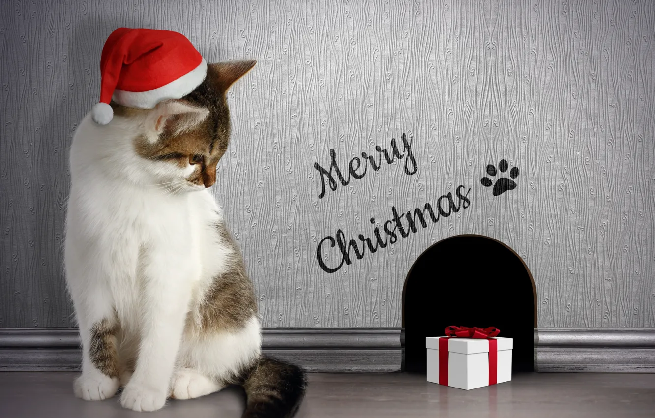 Фото обои кот, подарок, нора, Рождество, Christmas, Winter, Cats