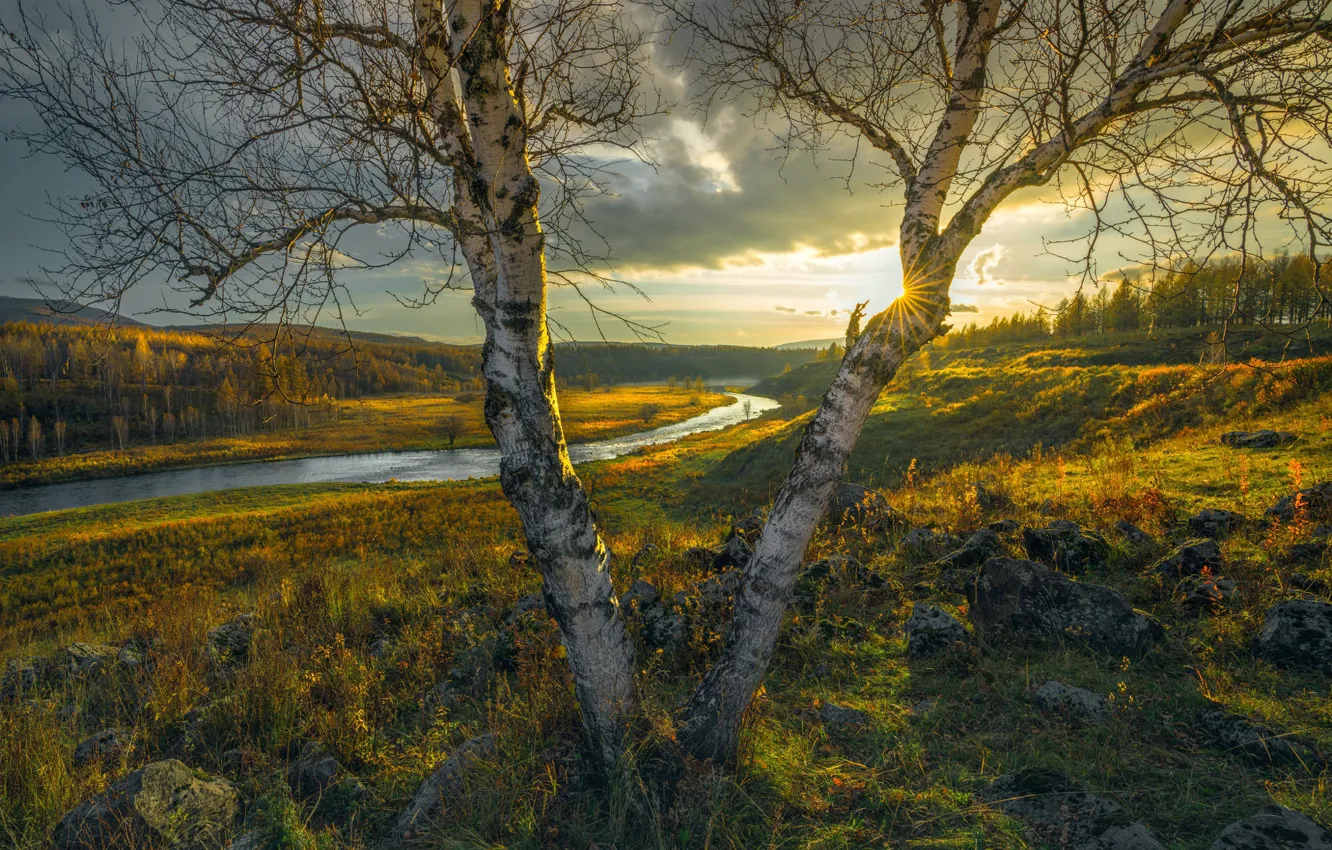 Фото обои поле, осень, свет, деревья, ветки, река, березы, водоем