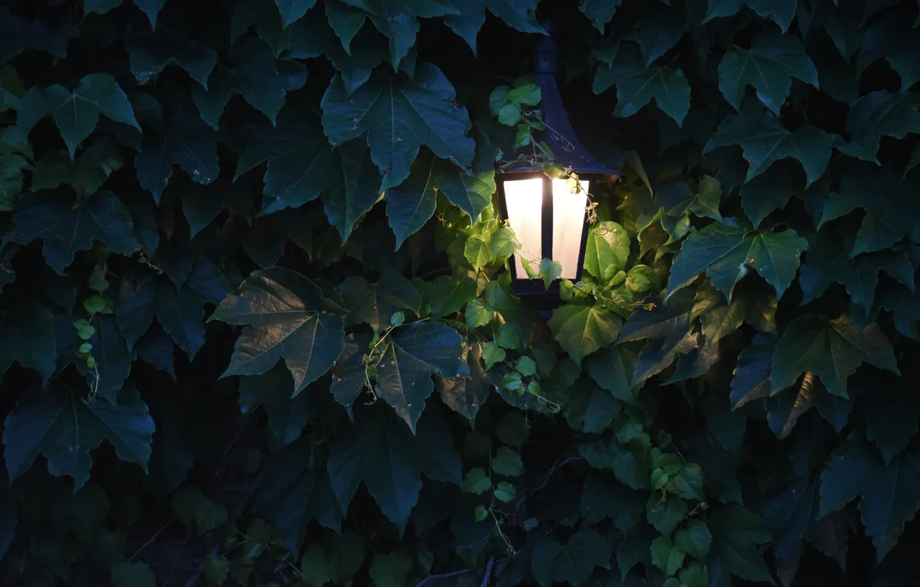 Фото обои листья, свет, освещение, виноград, фонарь