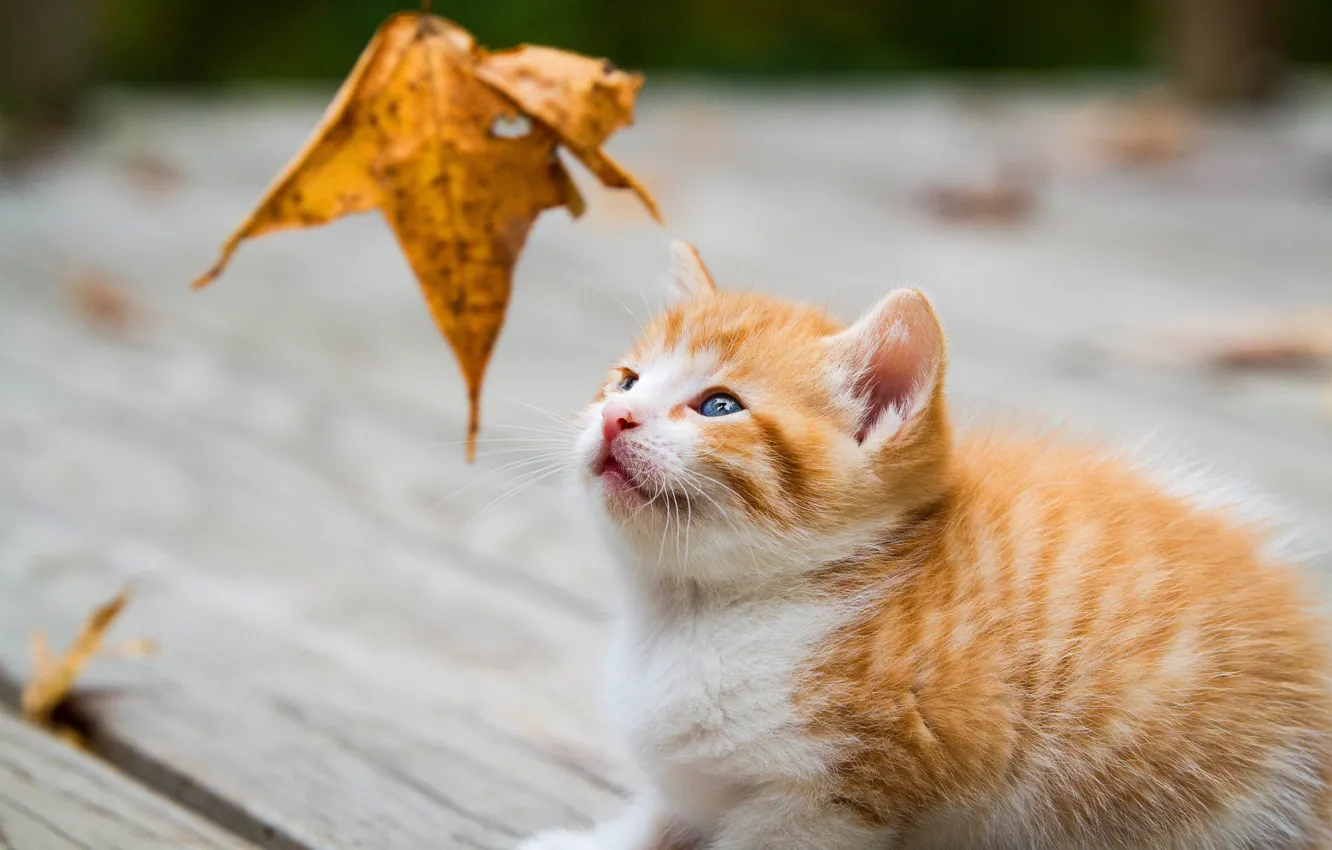 Фото обои осень, кошка, взгляд, лист, котенок, доски, листок, малыш