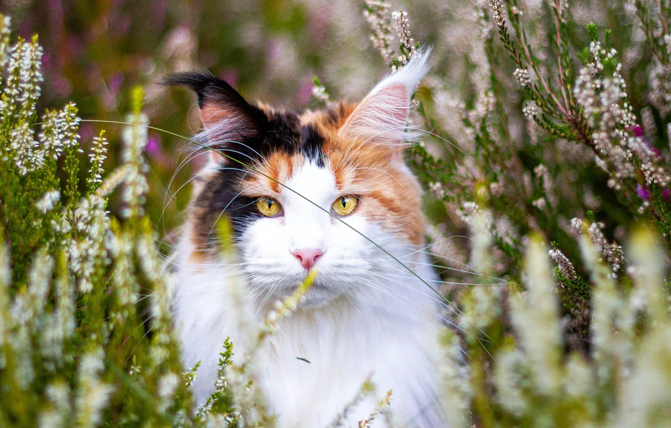 Фото обои кошка, кот, морда, цветы, природа, портрет, желтые глаза, мейн-кун