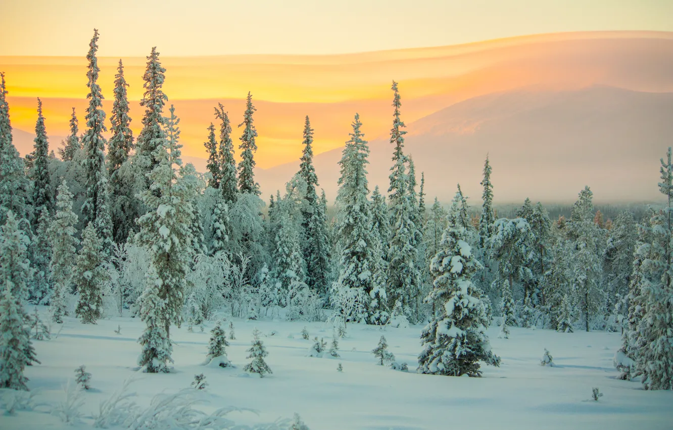 Фото обои зима, лес, снег, закат, ели, мороз, forest, trees