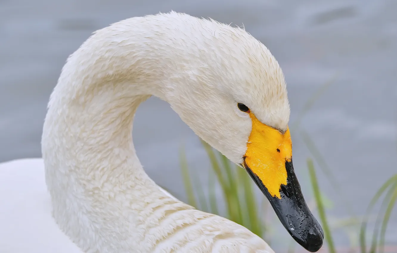 Фото обои птица, клюв, лебеди