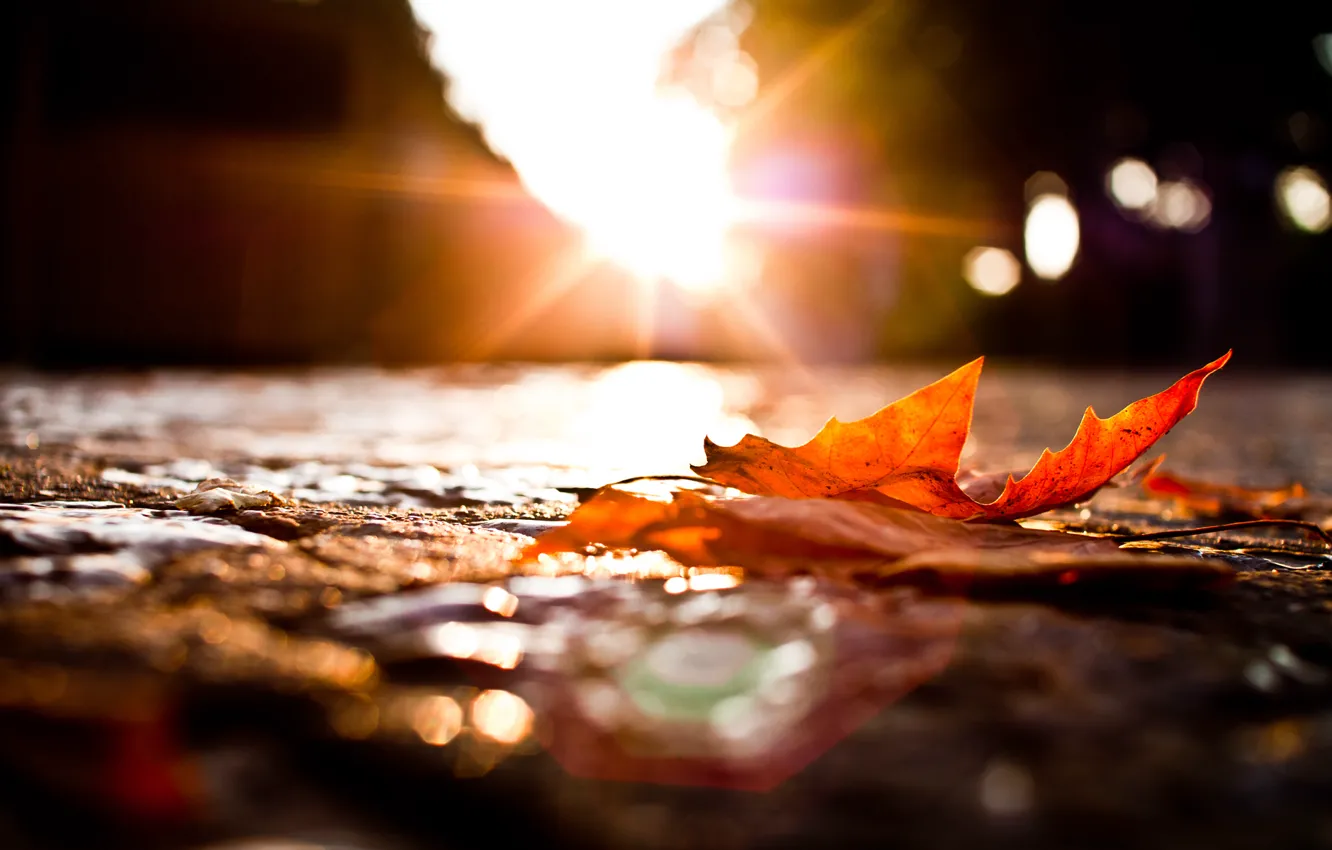 Фото обои дорога, осень, макро, огни, лист, опавший