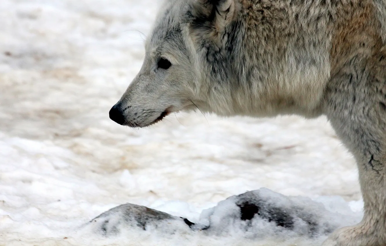 Фото обои nature, snow, predator, face, animal, wolf, wolves, wildlife
