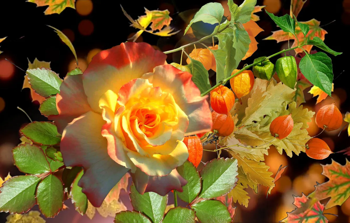 Фото обои осень, роза, фИзалис