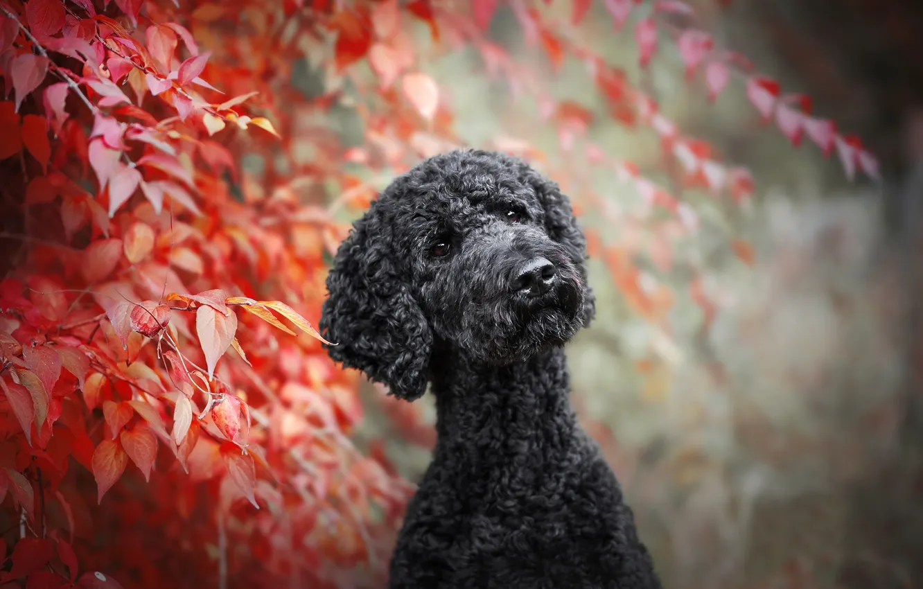 Фото обои листья, ветки, собака, боке, Пудель