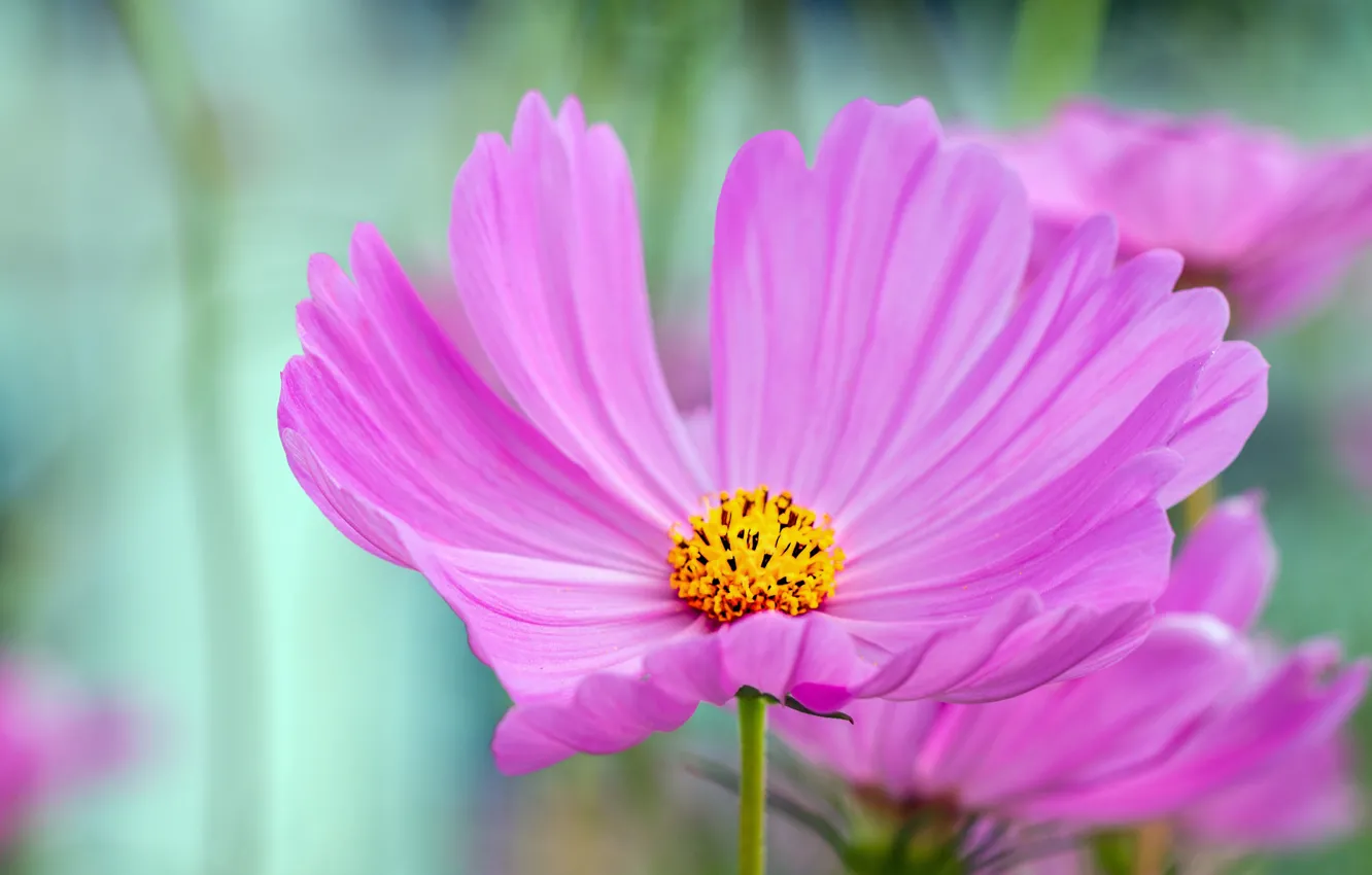Фото обои Макро, космея, Macro, Фиолетовый цветок, Purple flower, Kosmeya