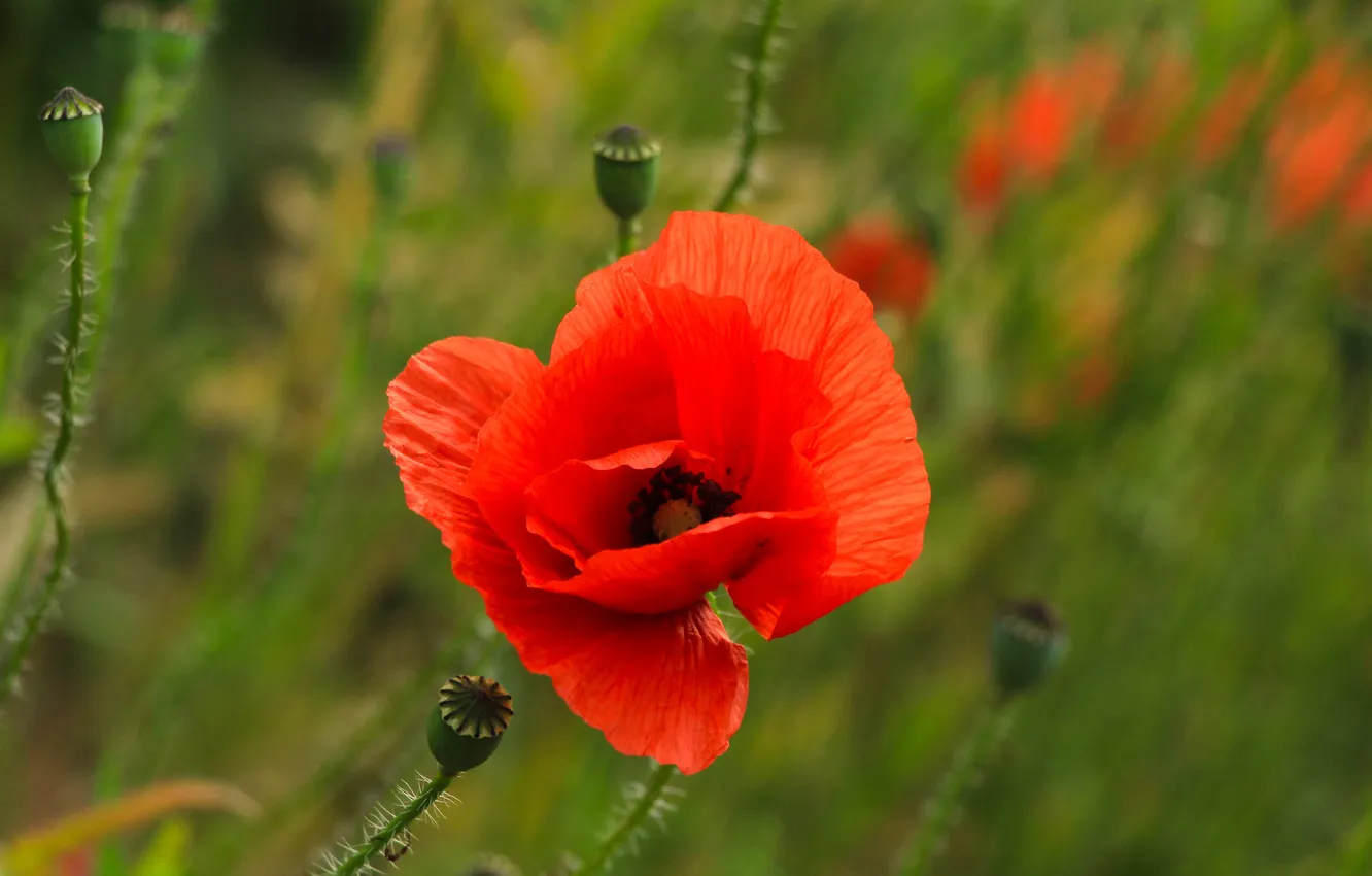 Фото обои red, flower, poppy