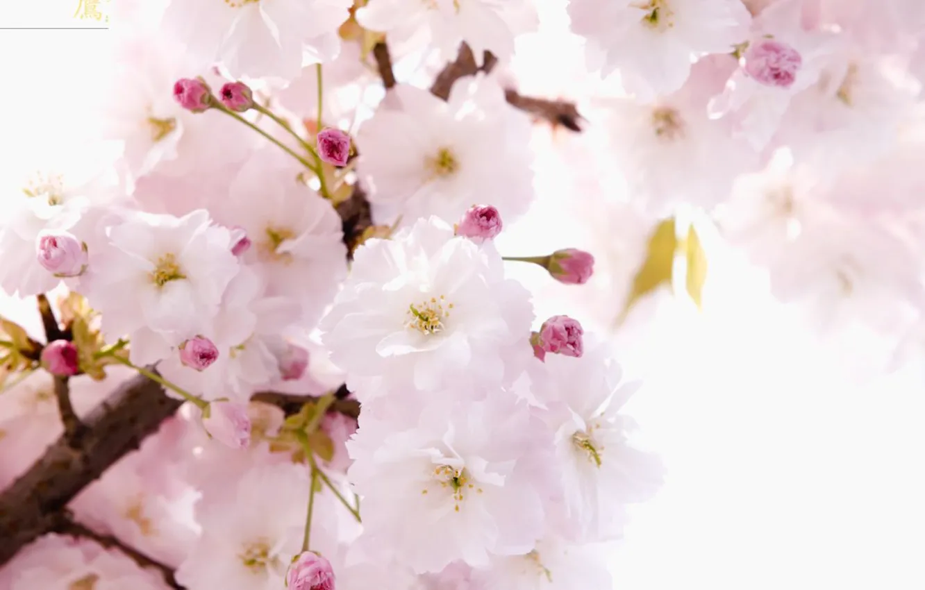 Фото обои цветы, нежность, весна, сакура, иероглиф, ветвь