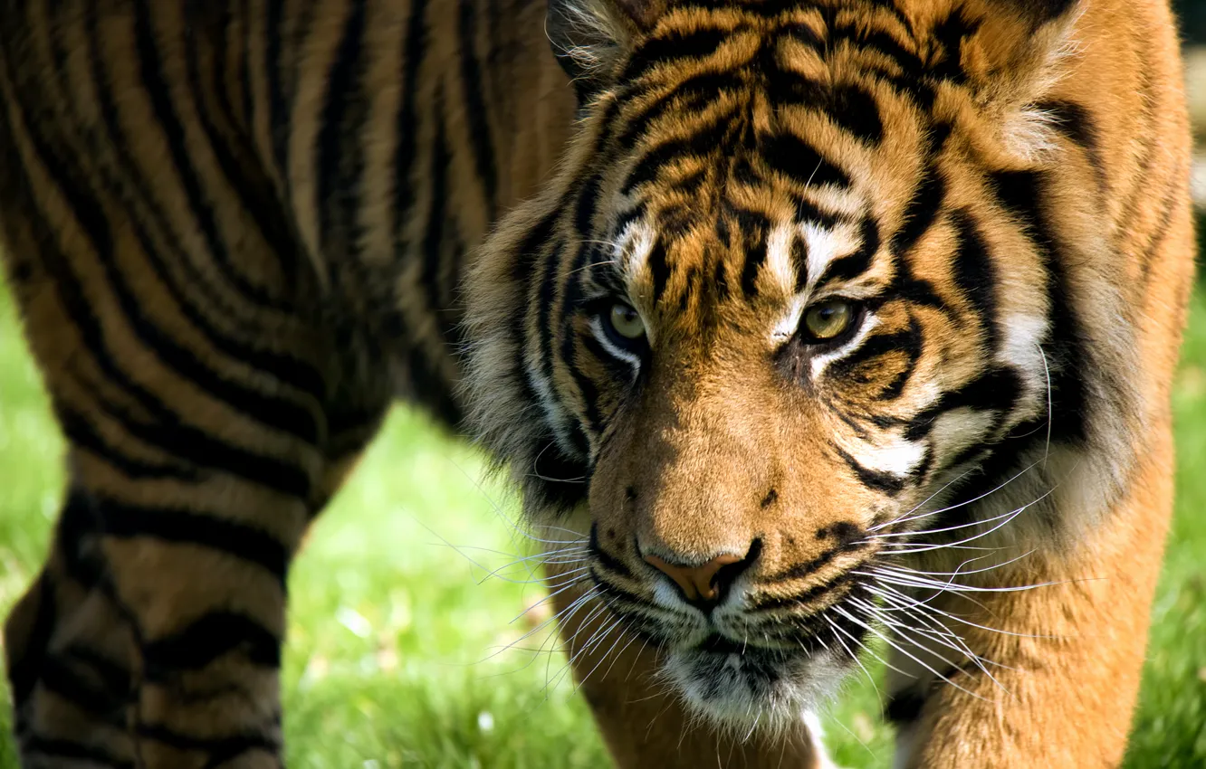 Фото обои взгляд, морда, полоски, тигр, хищник, дикая кошка